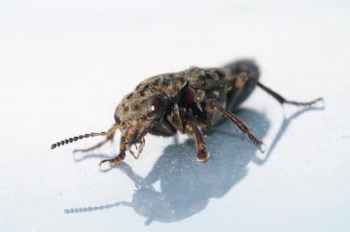 Réf. 84 532 : Ontholestes tessellatus
