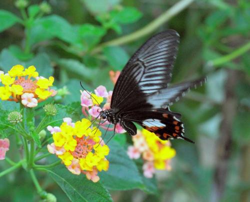 Papilio polytes