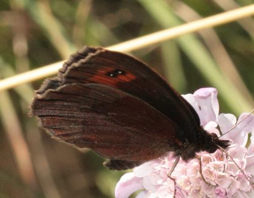 Erebia aethiops