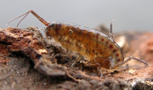 Talitroides topitotum