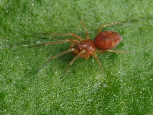 Réf. 84 756 : Nigma sp.