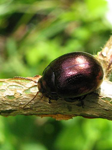 Réf. 84 943 : Chrysolina purpurascens