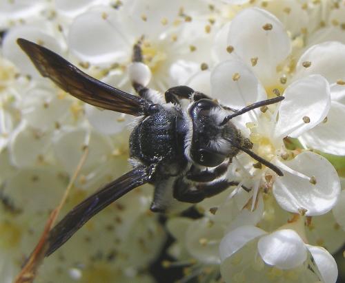 Andrena agilissima