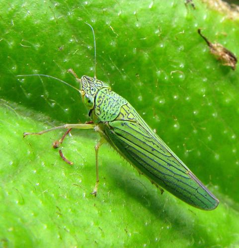Acopsis viridicans