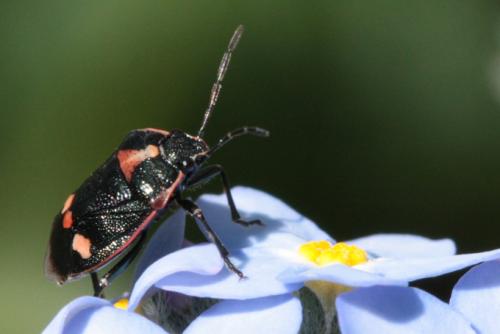 Eurydema oleracea