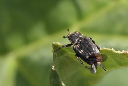 Valgus hemipterus