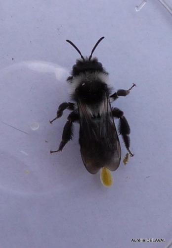 Andrena cineraria