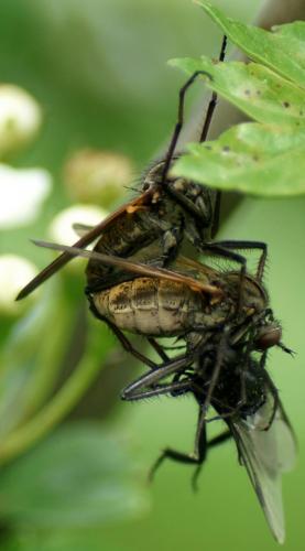 Empis tessellata