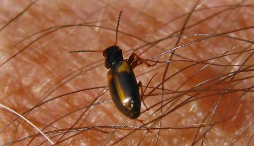 Réf. 84 140 : Acupalpus meridianus