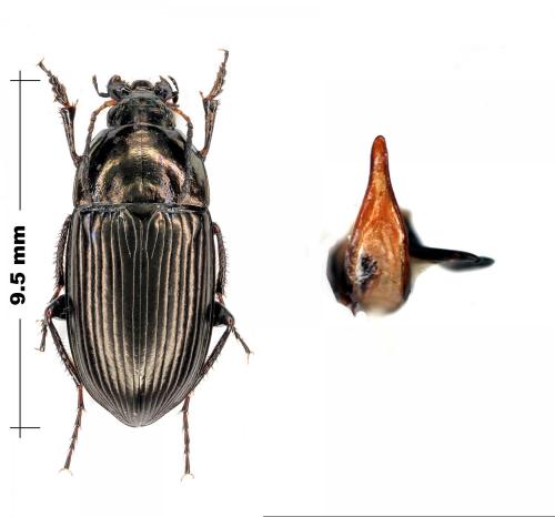 Amara sp.