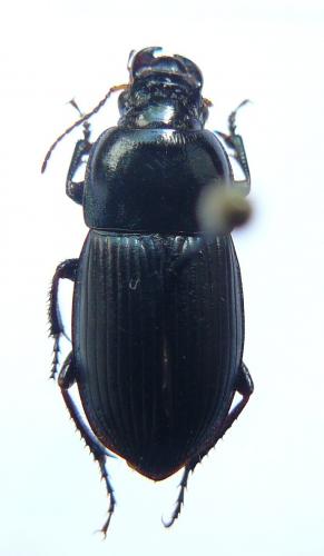 Réf. 84 604 : Harpalus dimidiatus