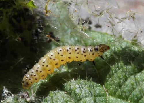 Anthophila fabriciana
