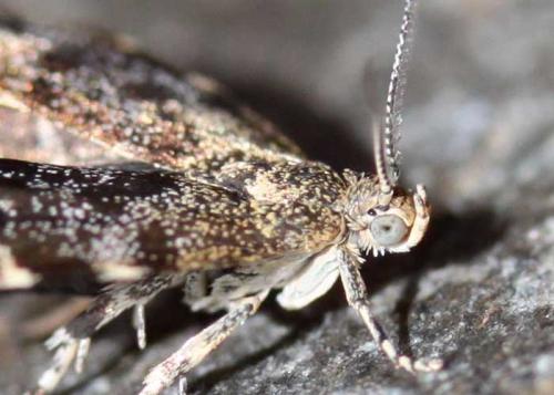 Réf. 84 414 : Anthophila fabriciana