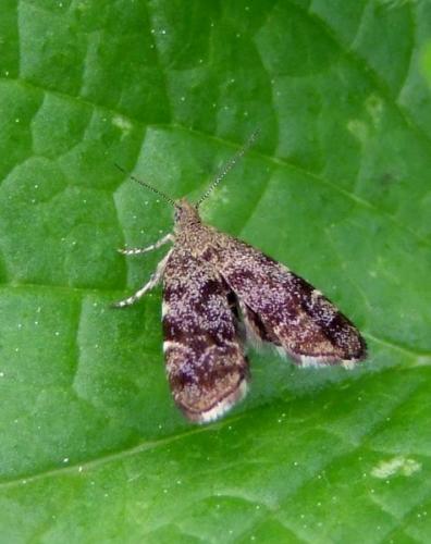Anthophila fabriciana