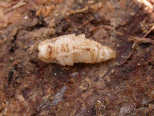 Mesosa nebulosa