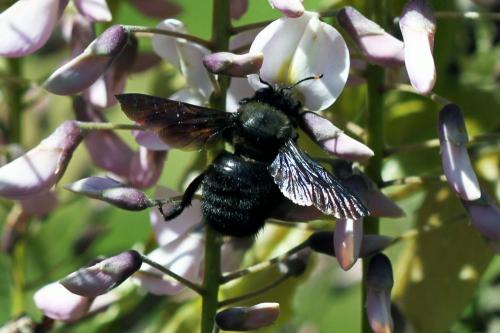 Xylocopa violacea