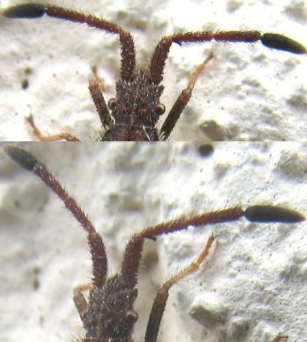 Coriomeris affinis