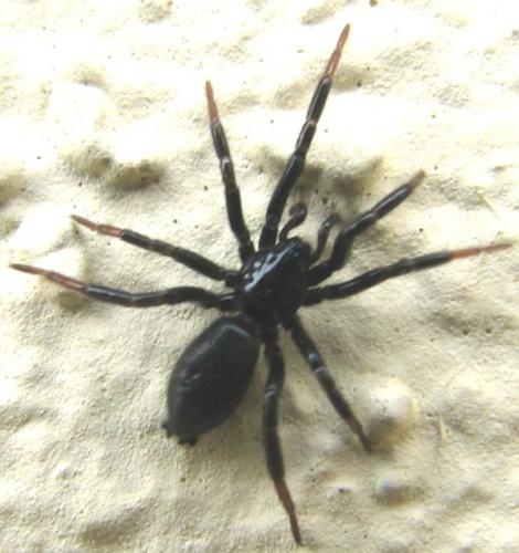 Réf. 84 370 : Zelotes sp.