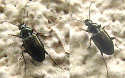 Réf. 84 371 : Agonum muelleri