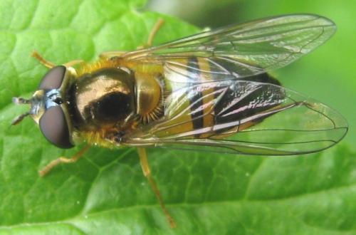 Epistrophe eligans