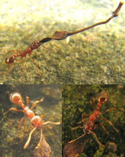 Réf. 84 652 : Myrmica sp.