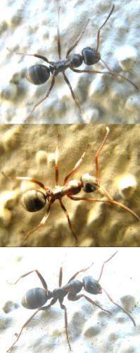 Formica sp.