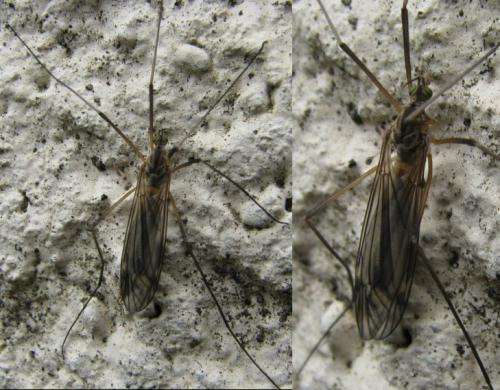 Tipula vernalis