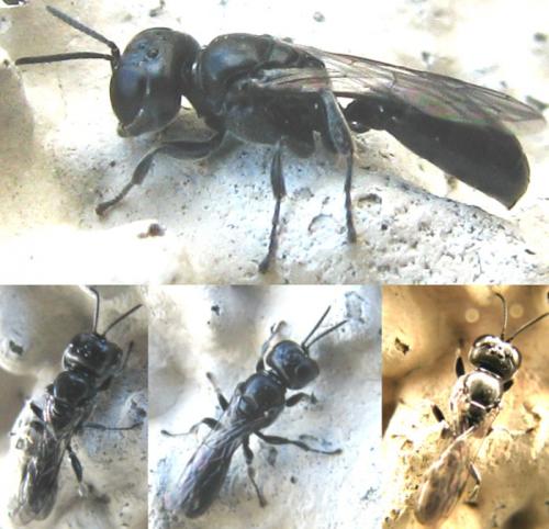 Réf. 84 764 : Crossocerus sp.