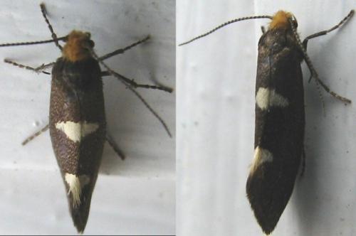 Incurvaria masculella