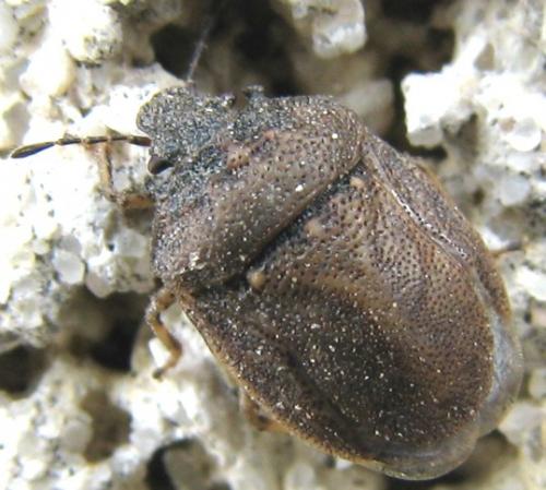 Réf. 84 334 : Podops inunctus