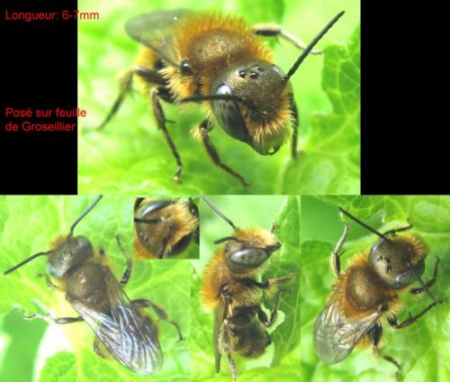 Osmia sp.