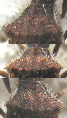 Coriomeris affinis