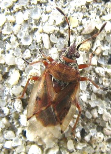 Réf. 84 632 : Kleidocerys sp.