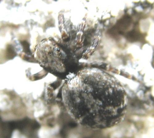 Pseudeuophrys lanigera