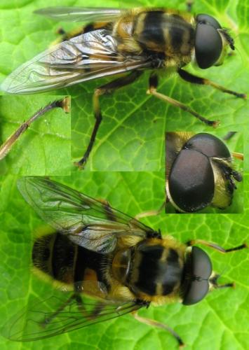 Myathropa florea