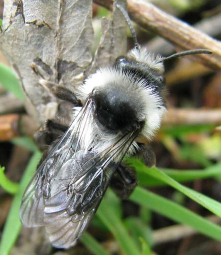 Andrena cineraria