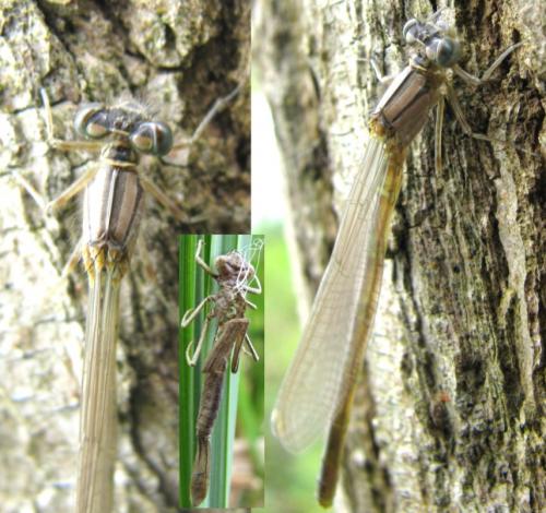 Enallagma cyathigerum