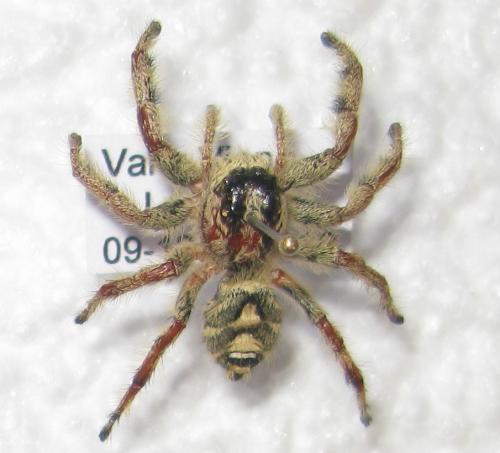 Hyllus diardi