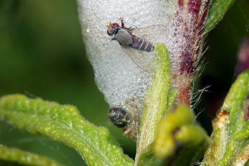 Tethina sp.