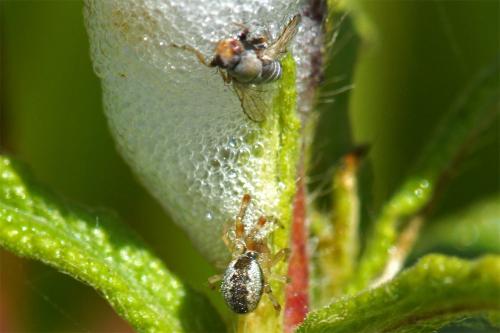 Tethina sp.