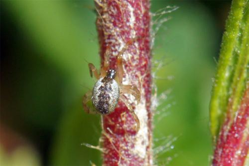Réf. 84 742 : Anelosimus sp.