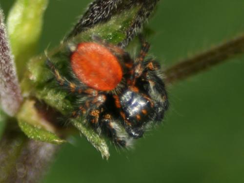Carrhotus xanthogramma