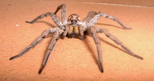 Lycosa tarantula