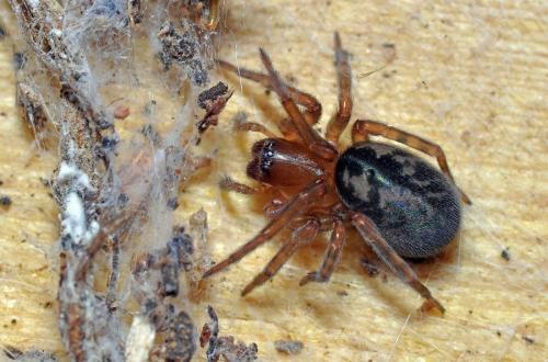 Réf. 84 725 : Amaurobius sp.
