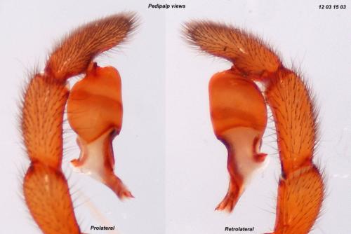 Réf. 84 055 : Dysdera crocata