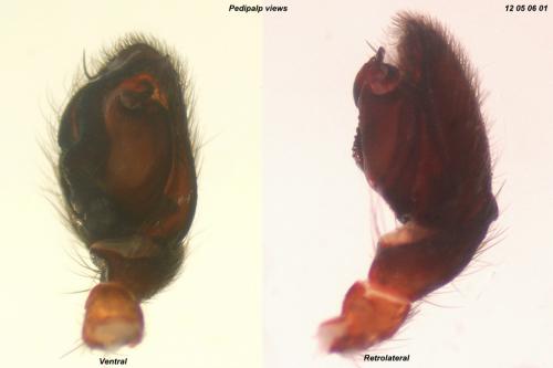 Haplodrassus signifer