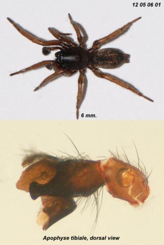 Haplodrassus signifer