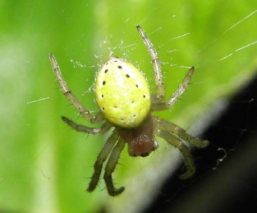 Araniella sp.