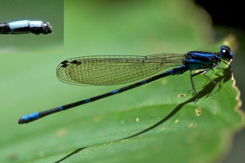 Réf. 84 153 : Argia sp.