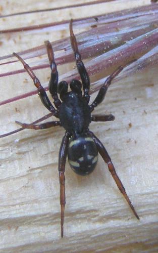 Asagena italica
